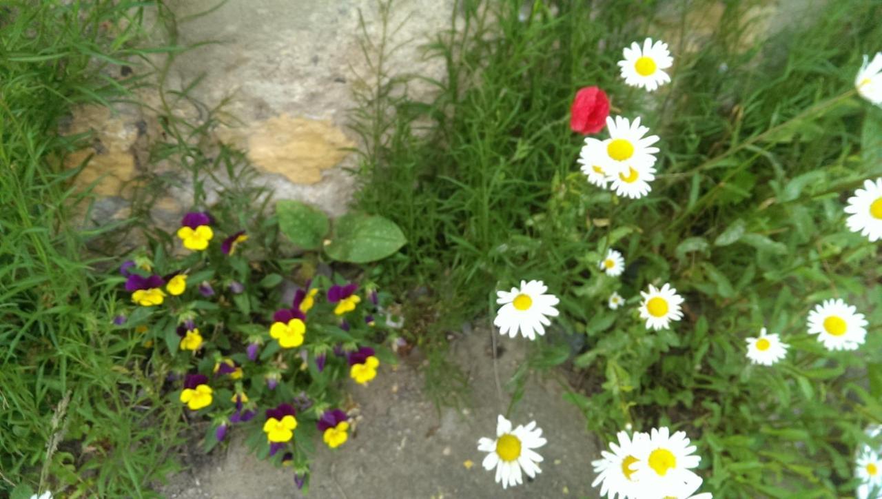 Ein Platz Fuer Ruhe Und Naturgenuss เซบนิทซ์ ภายนอก รูปภาพ